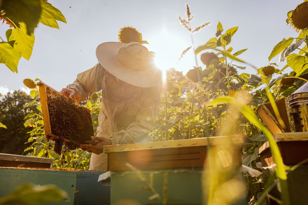 Beekeeper opening a hive.