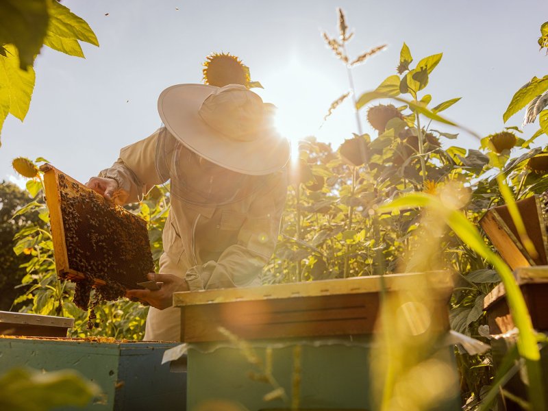 Beekeeper opening a hive