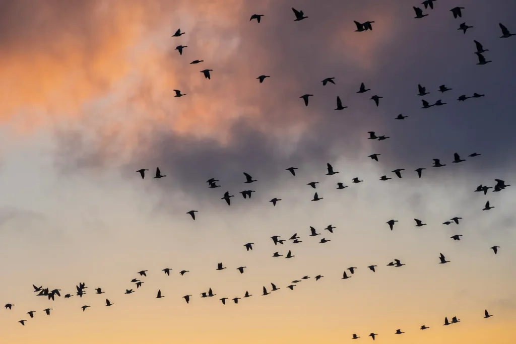 Birds flying.