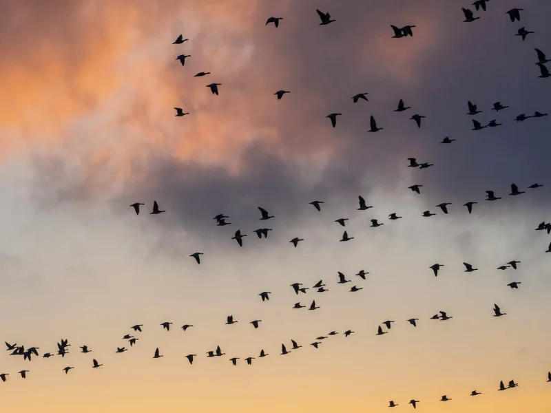 Birds flying