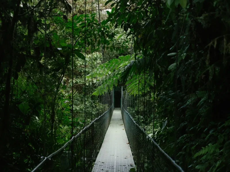 Forest Bridge
