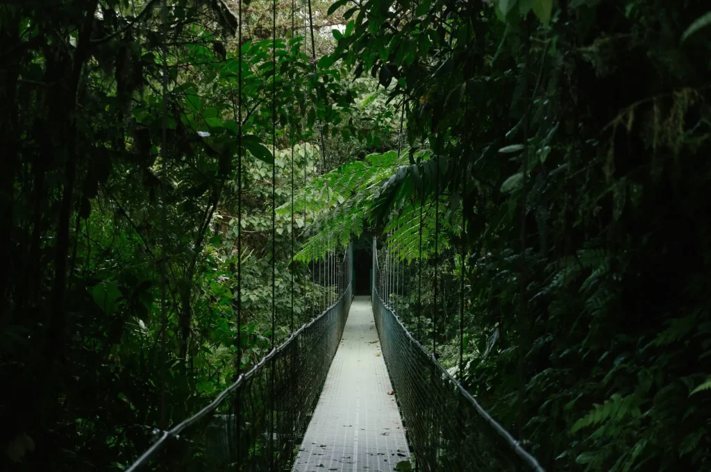 Forest Bridge.